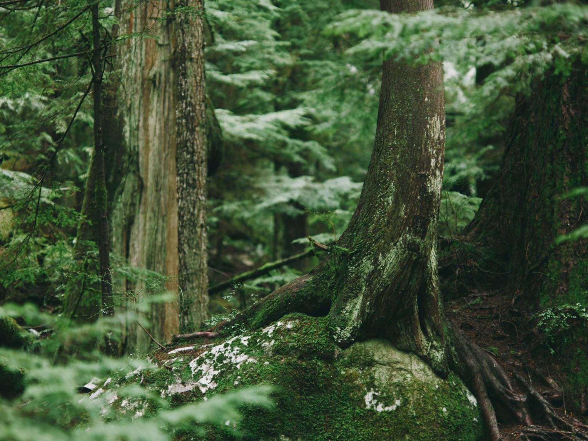 ויקטוריה Fairmont Empress Hotel מראה חיצוני תמונה The forest at the top of Mount Pisgah